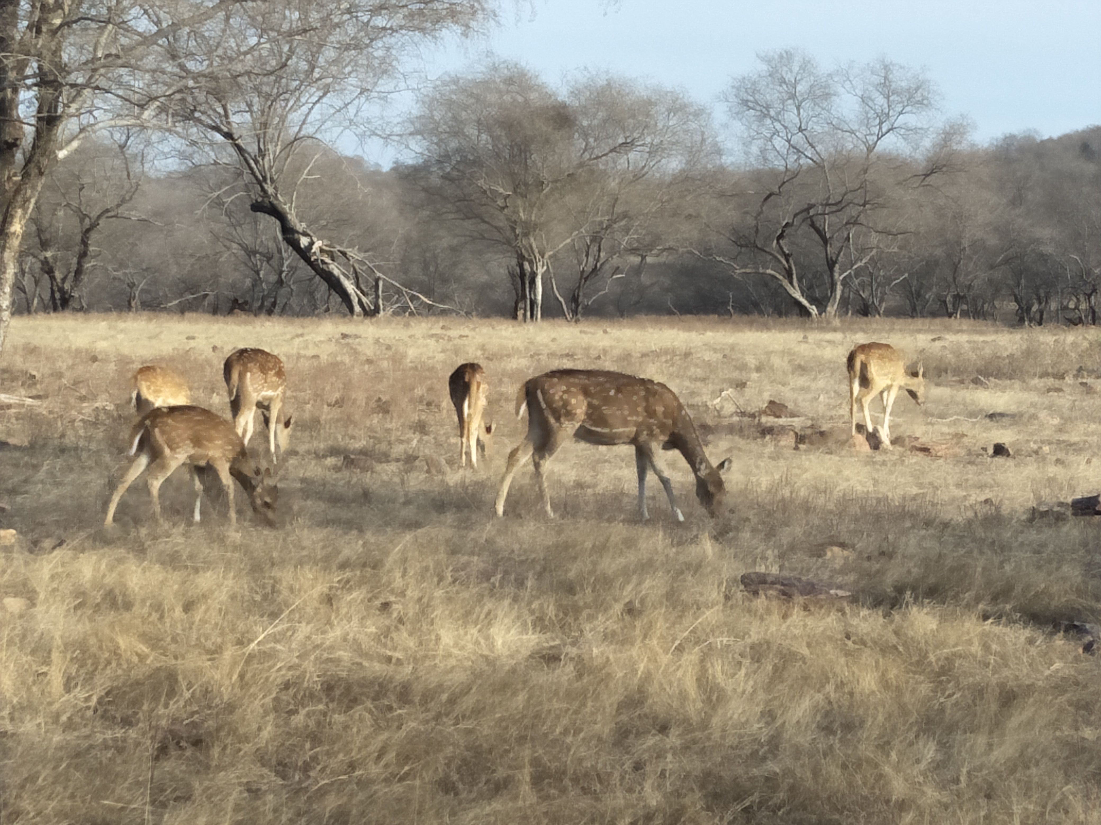Ranthambore Safari Timing: Morning vs Evening Drives