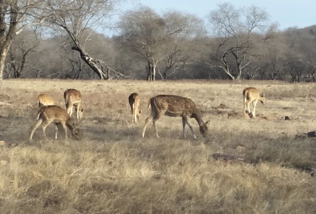 Ranthambore Safari Timing: Morning vs Evening Drives