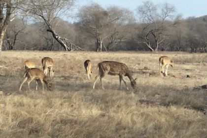 Ranthambore Safari Timing: Morning vs Evening Drives