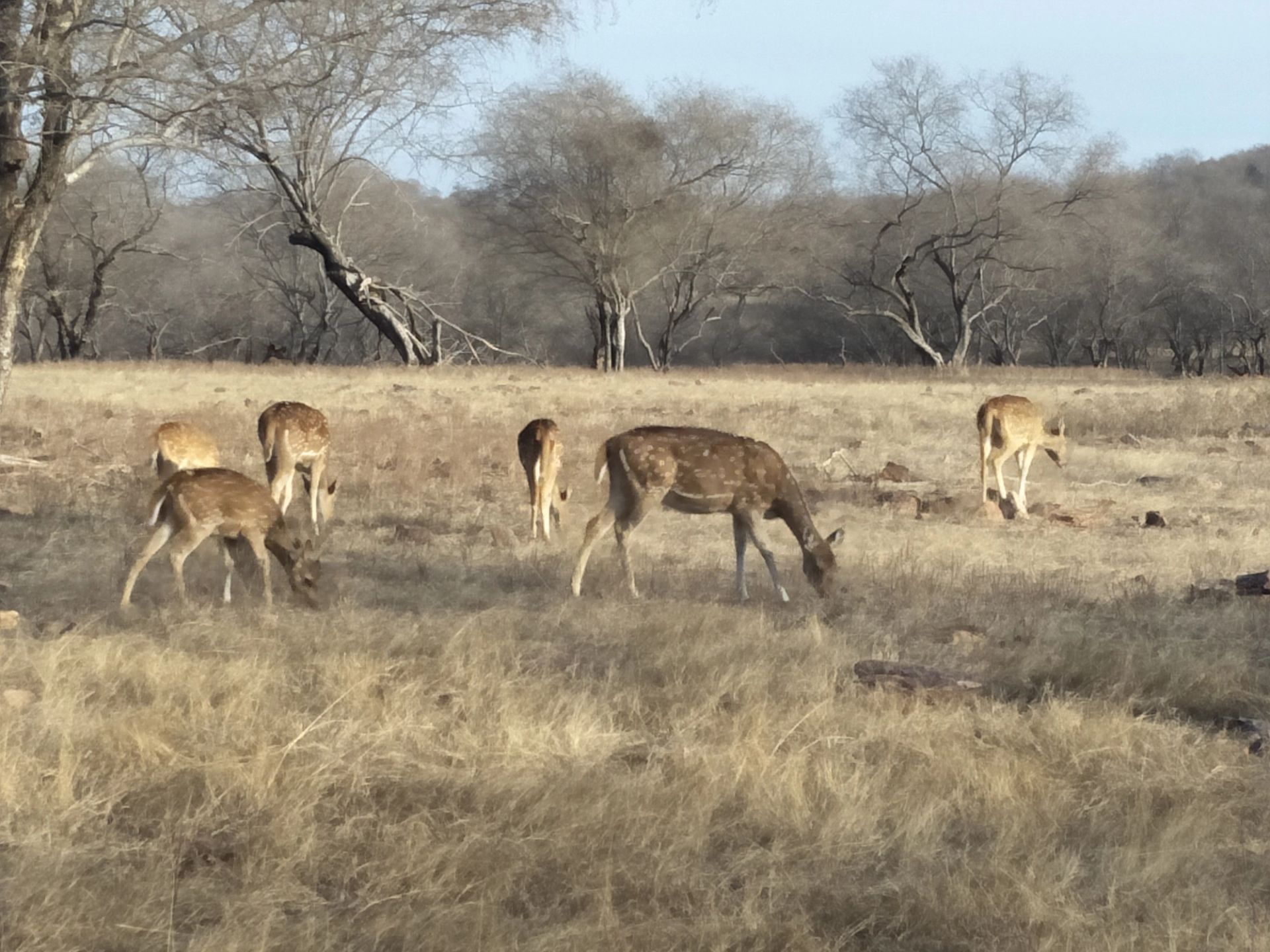 Ranthambore Safari Timing: Morning vs Evening Drives
