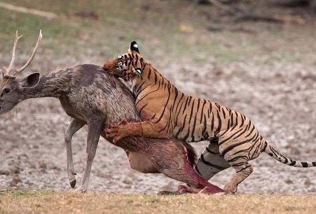 Planning Tadoba from Nagpur: Routes, Seasons and Booking