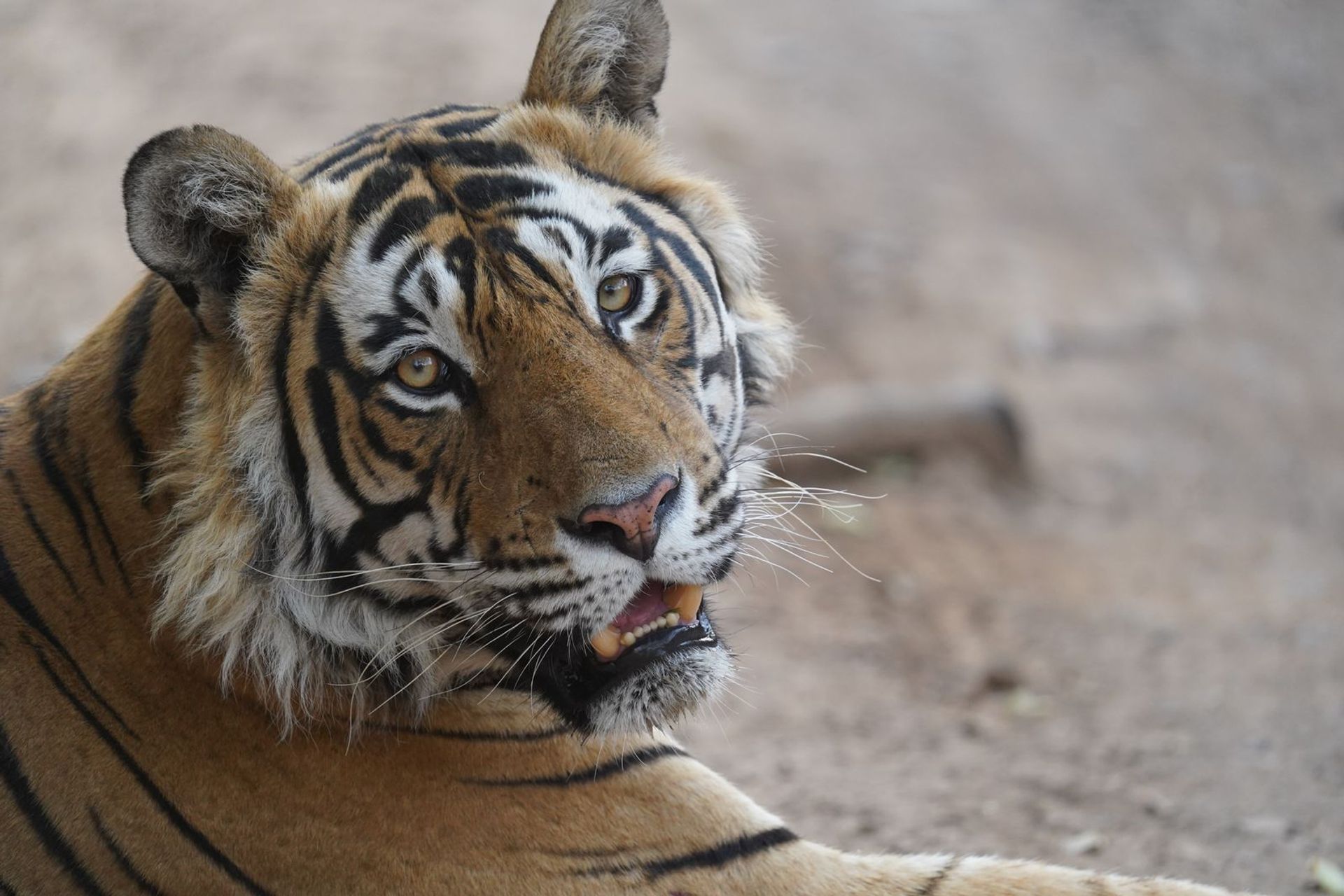 Tiger in Ranthambore
