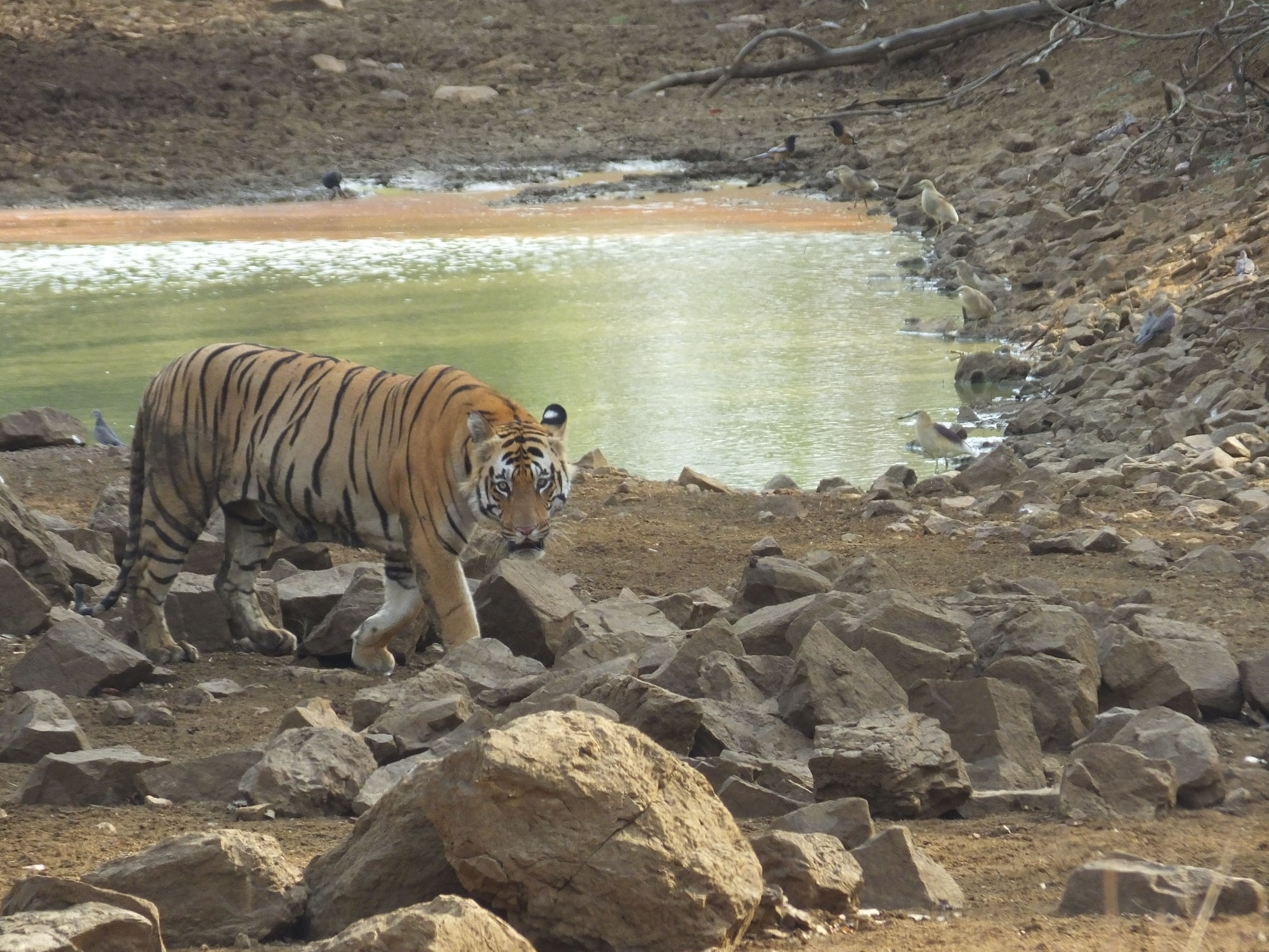Tadoba Connoisseur