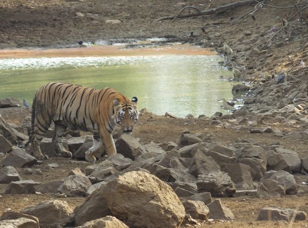 Tadoba Connoisseur