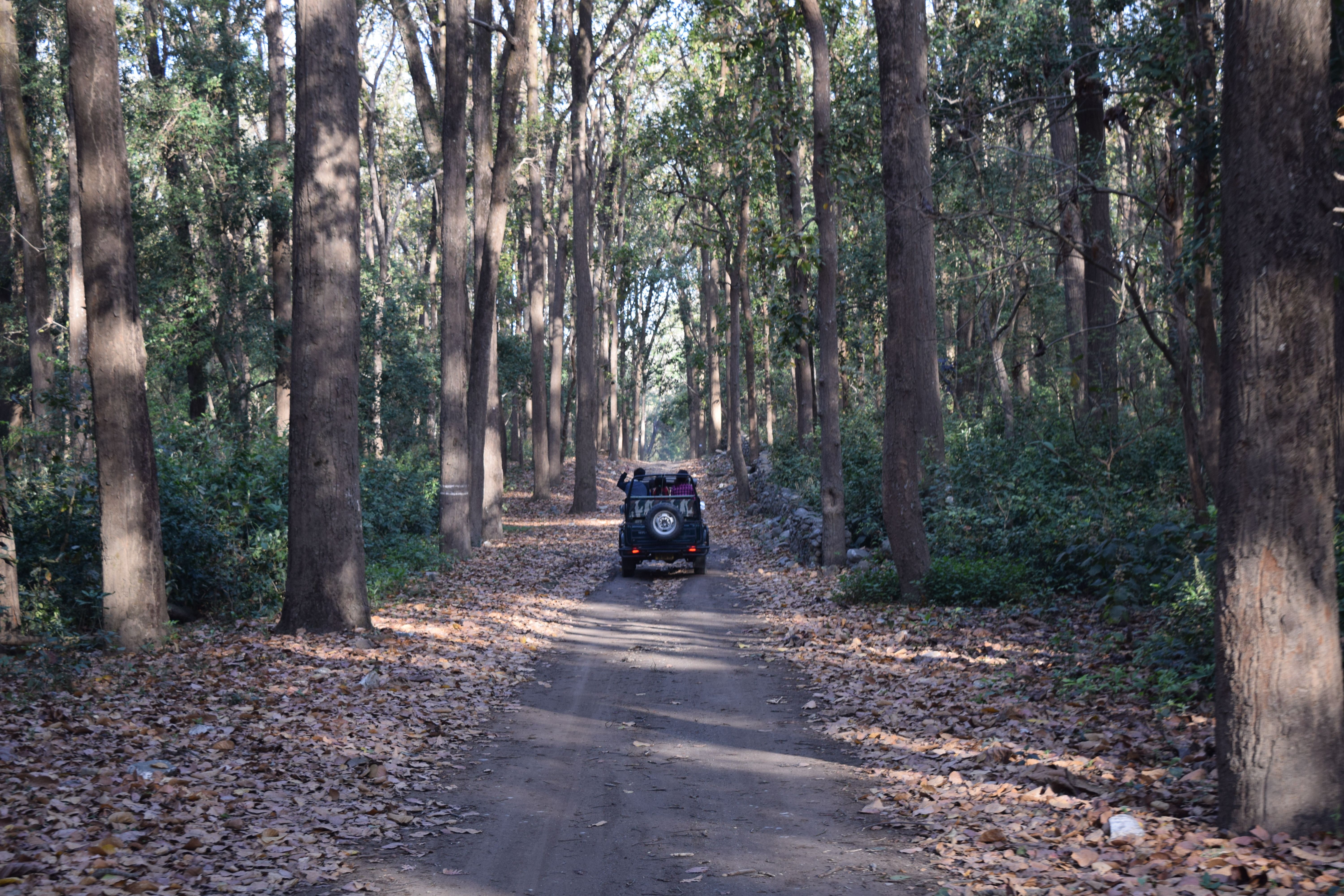 Corbett Safari Zones Compared: Dhikala, Bijrani, Jhirna and More