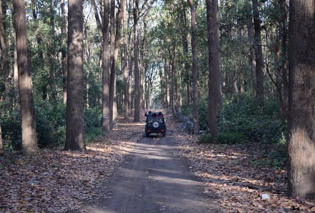 Corbett Safari Zones Compared: Dhikala, Bijrani, Jhirna and More