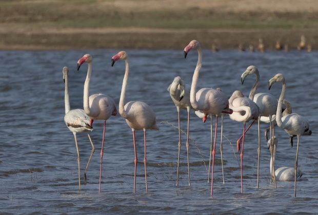 Jawai's Wetland Birdlife: Flamingos, Pelicans and Winter Migrants