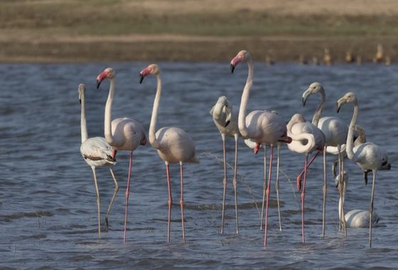 Jawai's Wetland Birdlife: Flamingos, Pelicans and Winter Migrants
