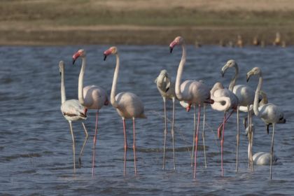 Jawai's Wetland Birdlife: Flamingos, Pelicans and Winter Migrants