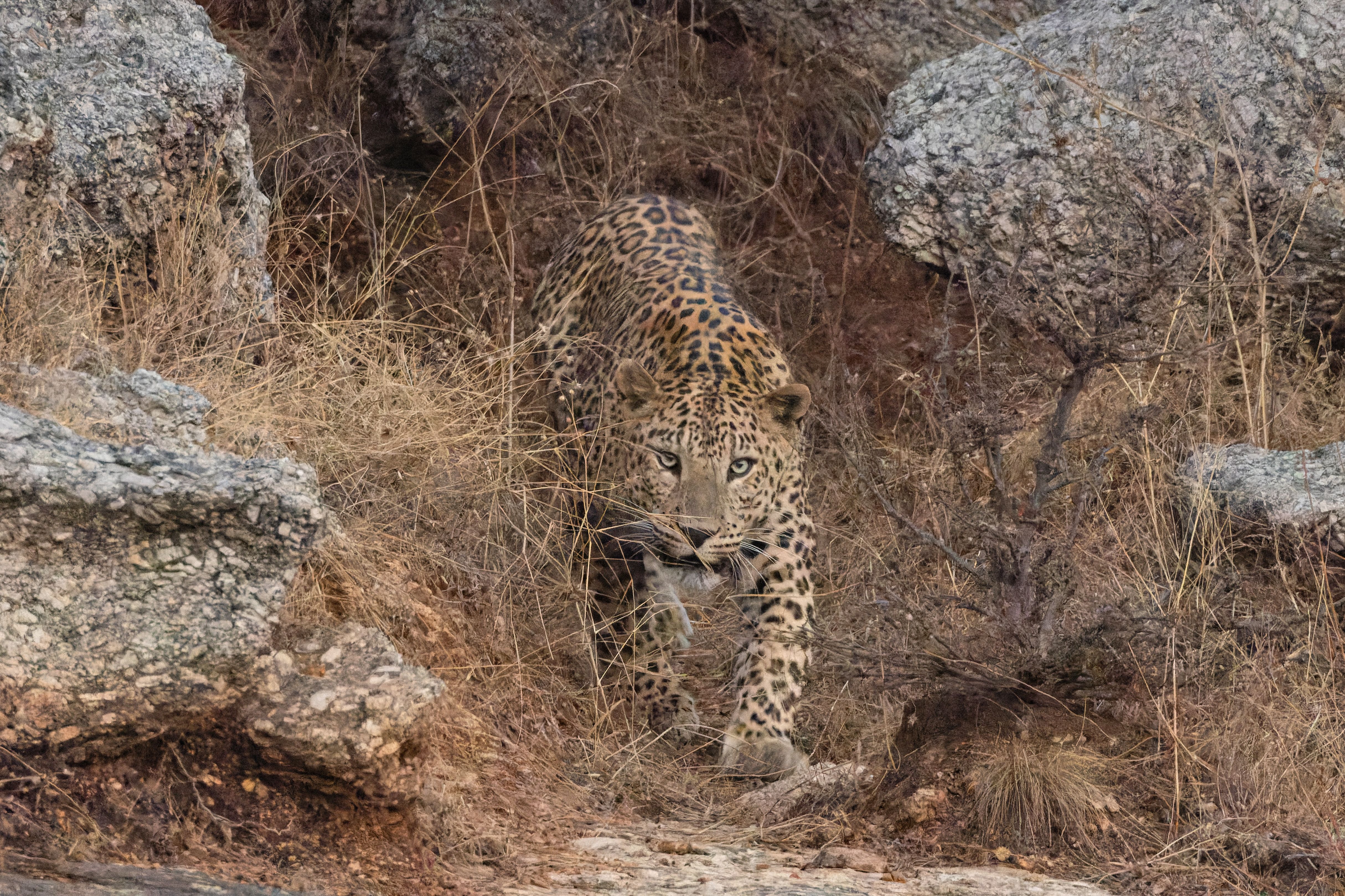 A Dusk Drive in Jawai: One Leopard Sighting, As It Happened