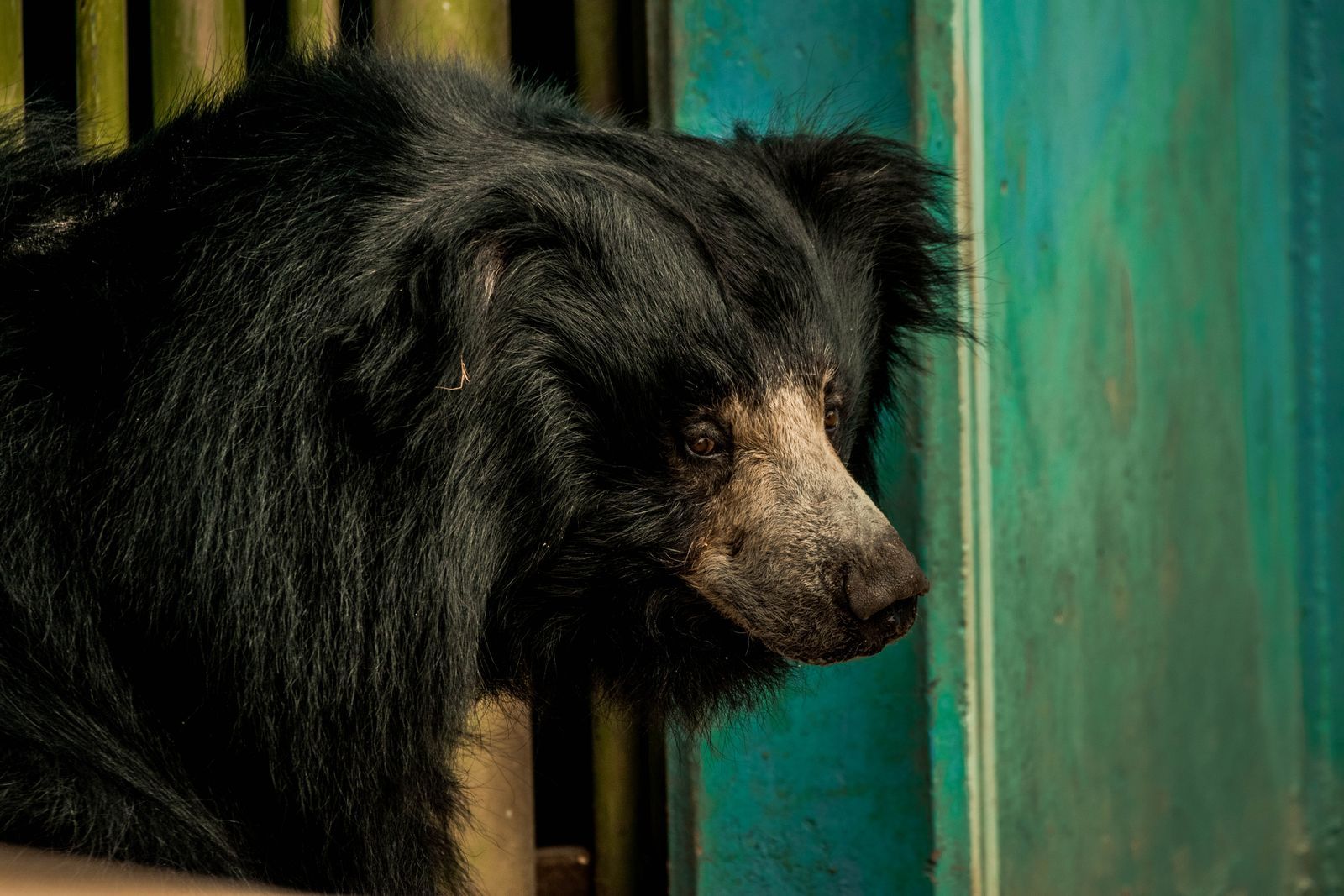 Sloth bear