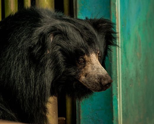 Sloth bear