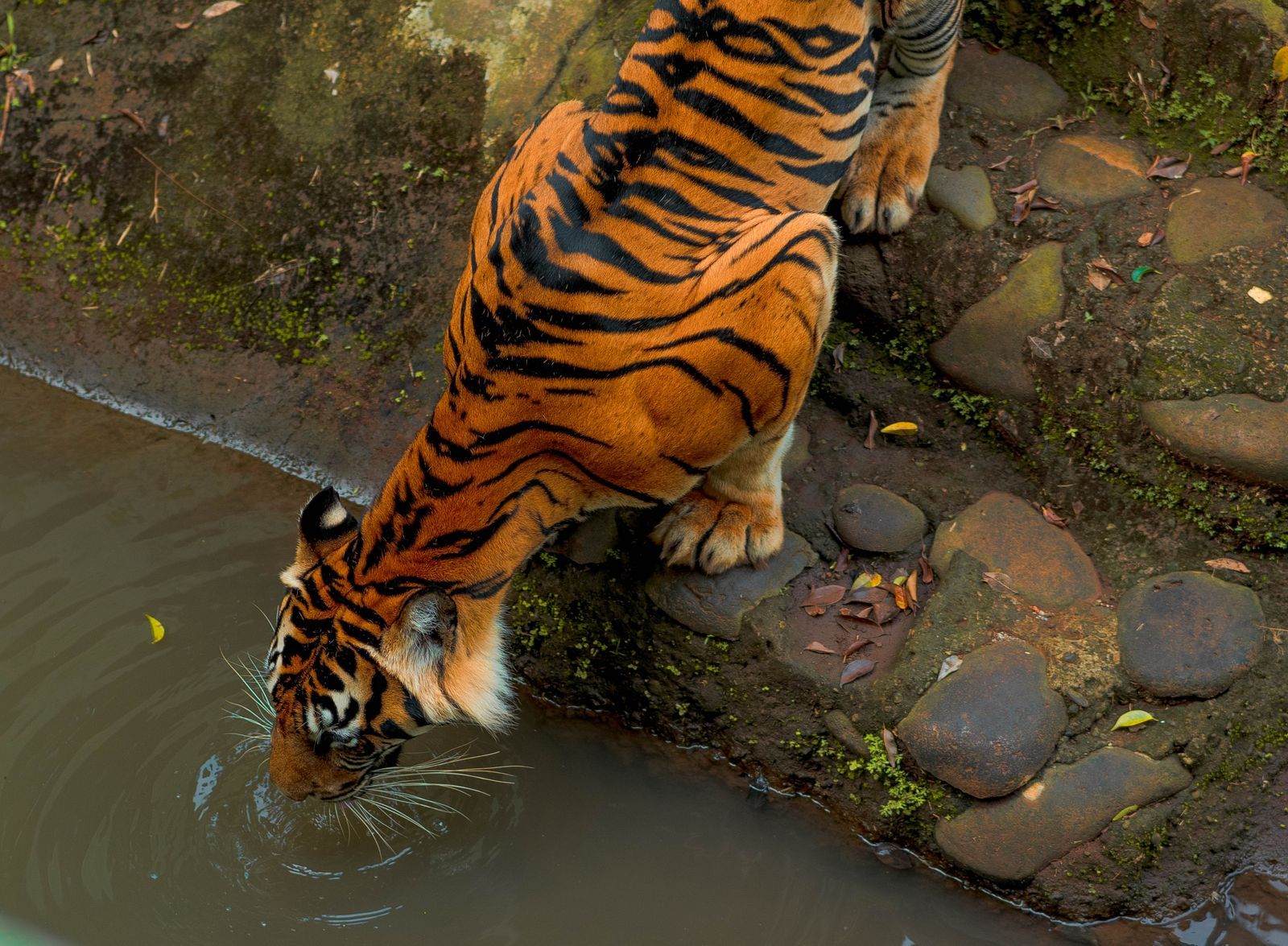Tiger at a Ranthambore lake