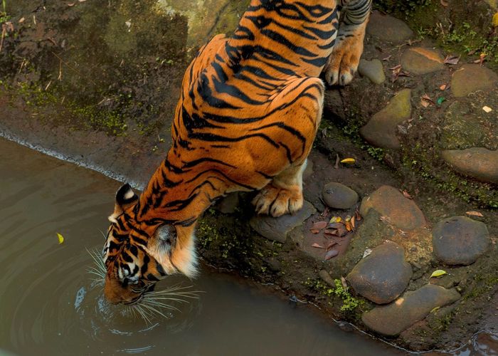 Ranthambore Weekend