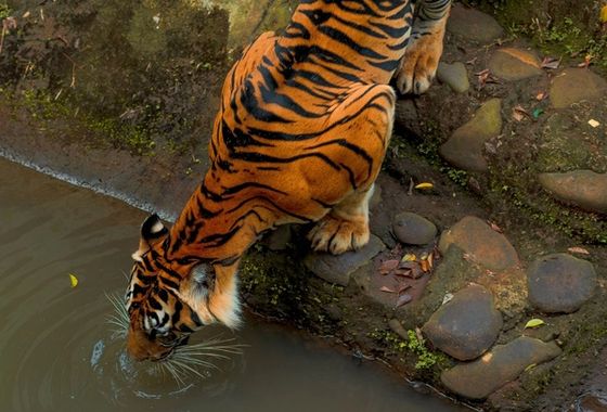 The Lake Dynasty: From Machhli to Riddhi's New Cubs