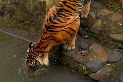 The Lake Dynasty: From Machhli to Riddhi's New Cubs