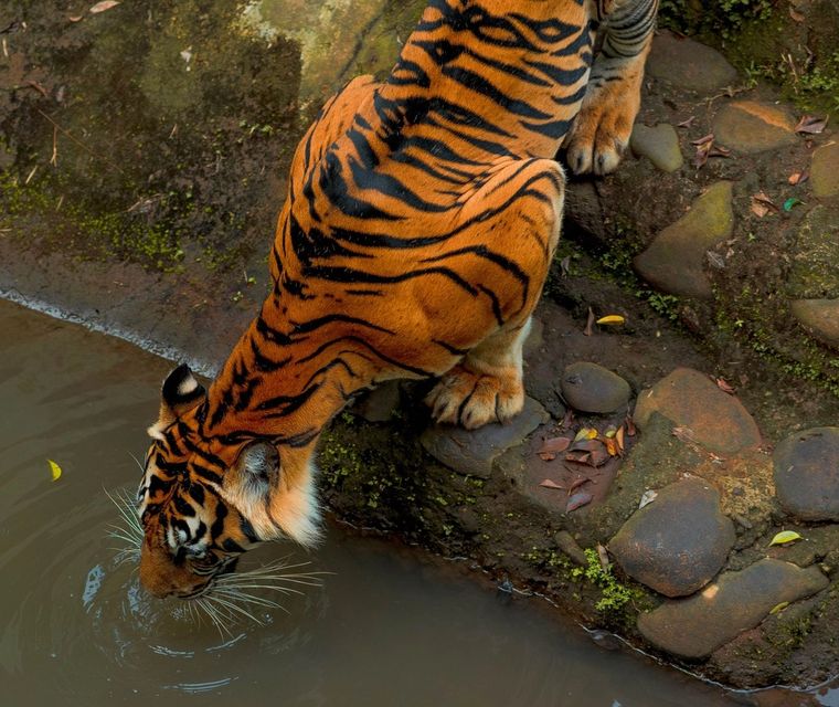 Tiger at a Ranthambore lake