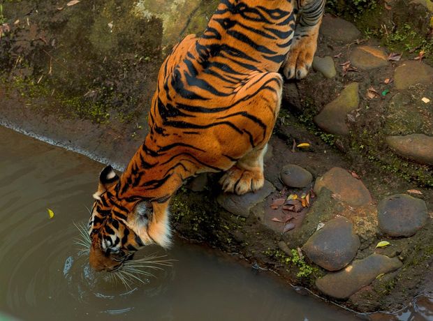 Ranthambore Weekend
