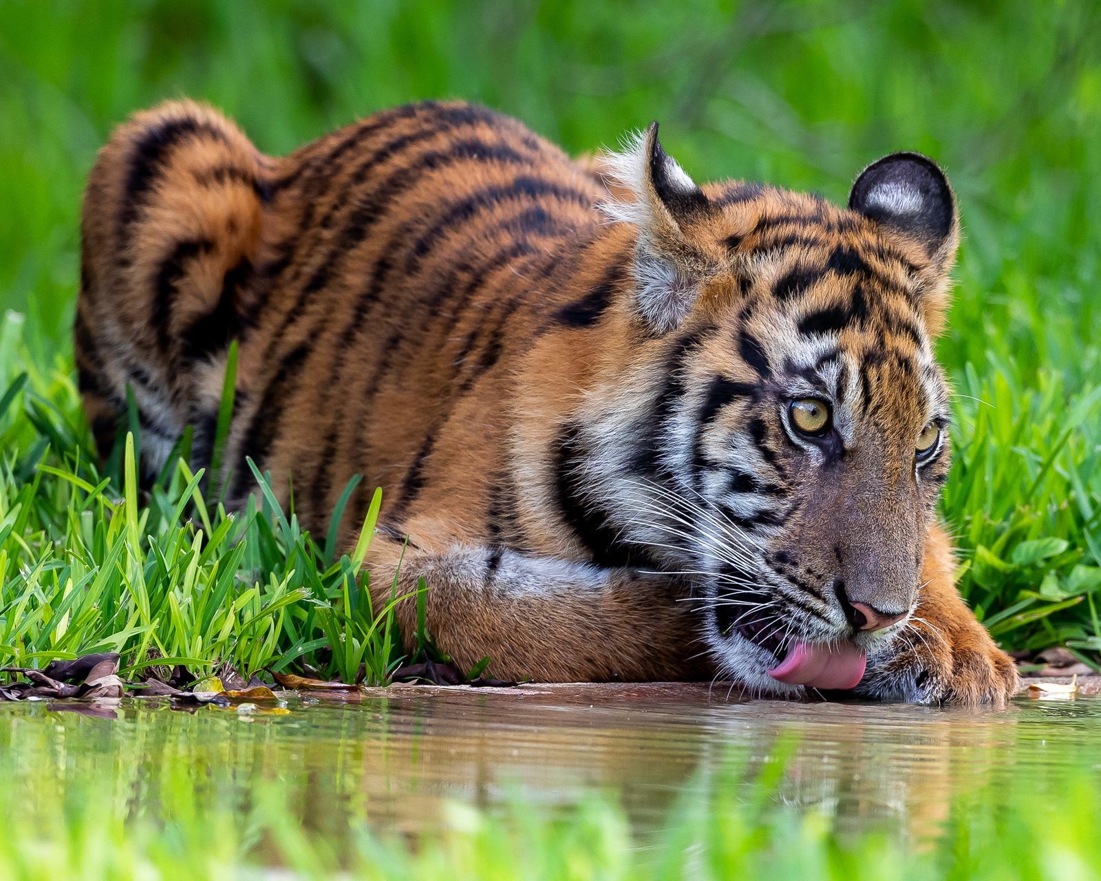 Tadoba Tiger Reserve