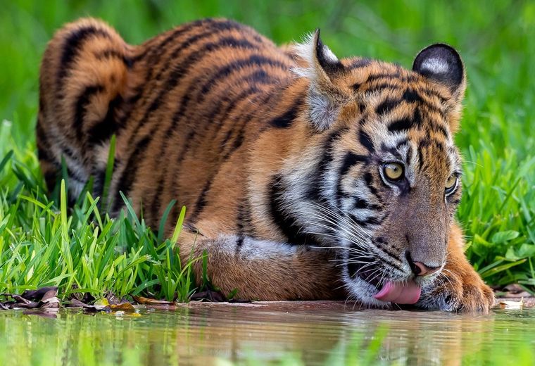 Tadoba Tiger Reserve