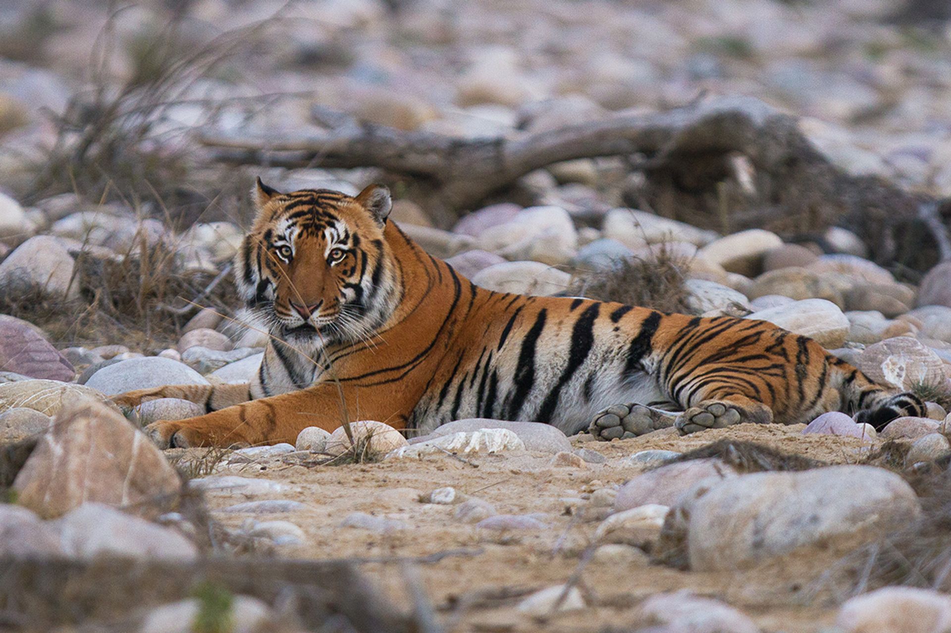 Dawn on the Ramganga: A Corbett Safari, As It Happened