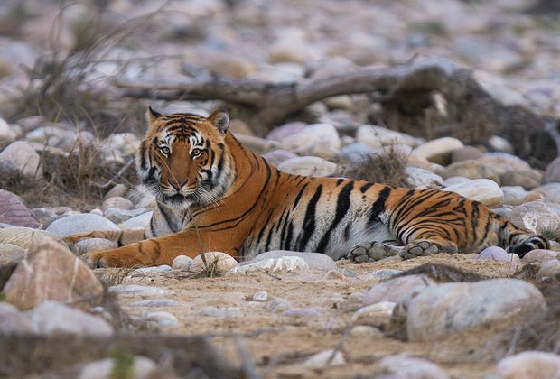 Dawn on the Ramganga: A Corbett Safari, As It Happened