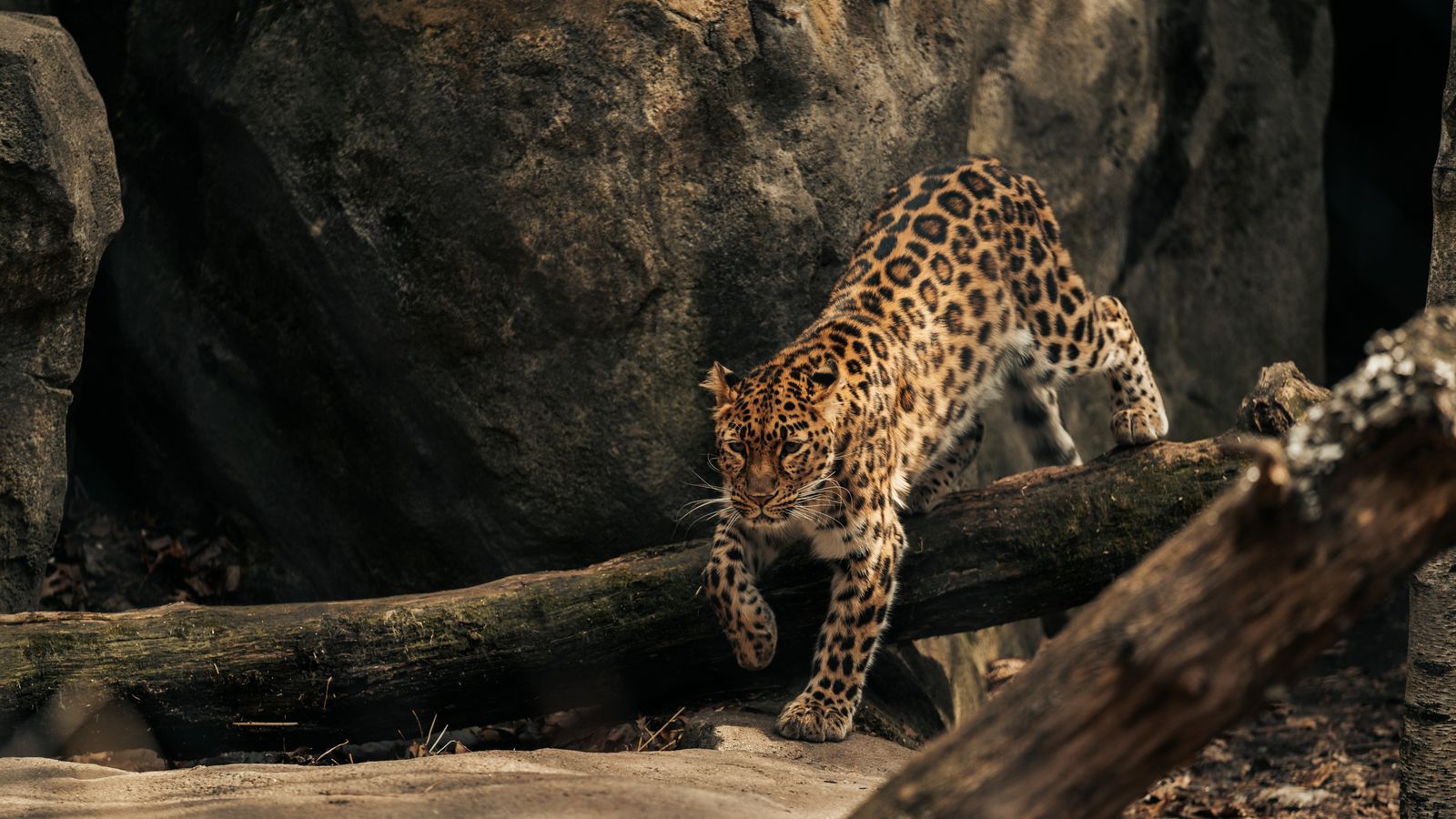 Leopard