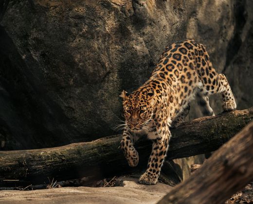 Leopard