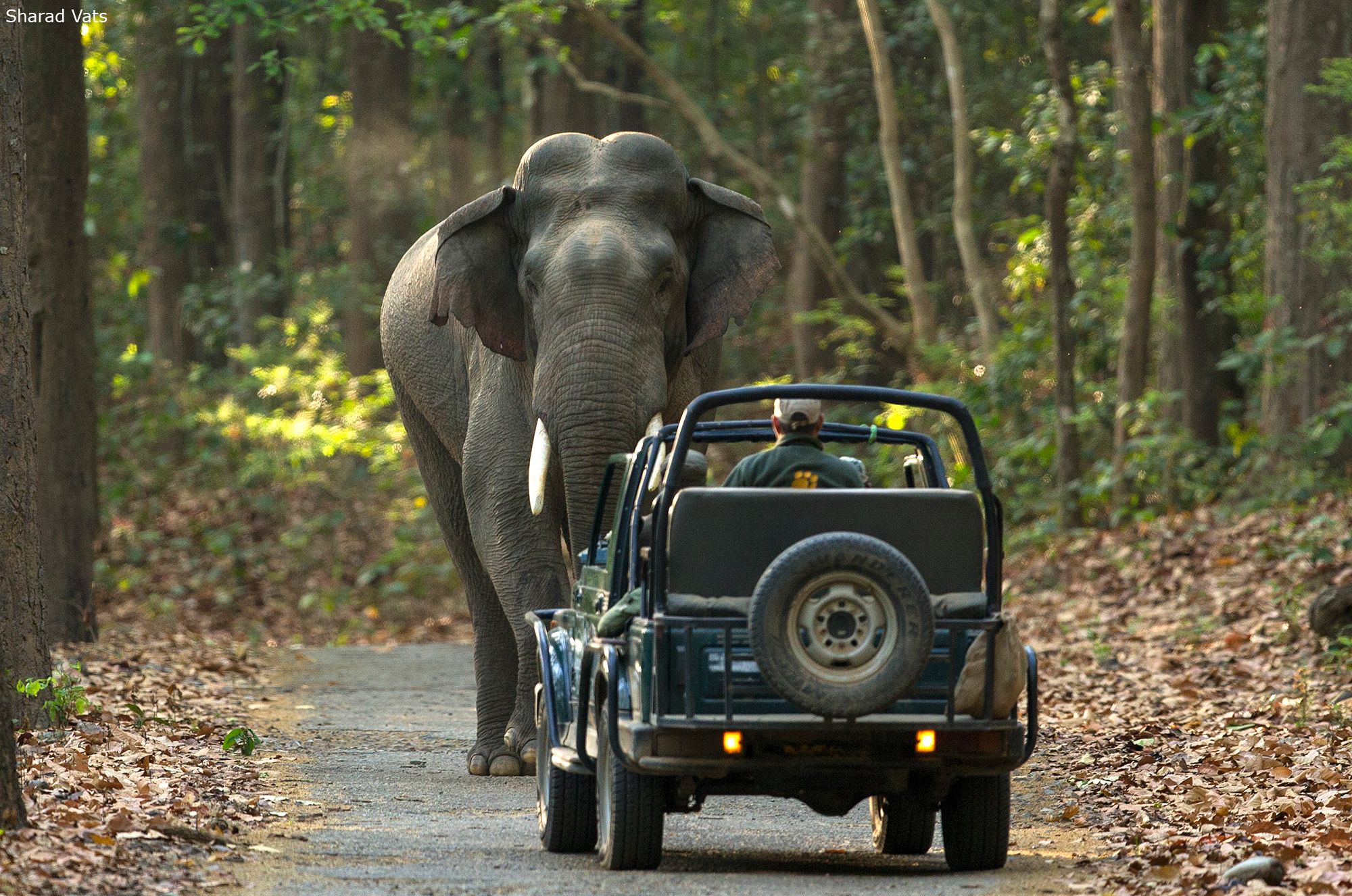 Where to Stay in Corbett: Forest Lodges and Resorts Guide