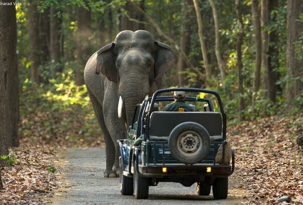 Where to Stay in Corbett: Forest Lodges and Resorts Guide