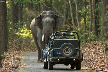Where to Stay in Corbett: Forest Lodges and Resorts Guide