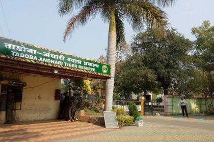 Where to Stay Near Tadoba: Moharli and Kolara Lodges