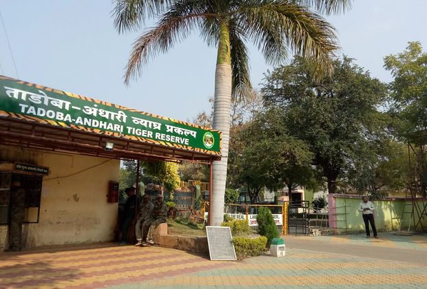 Where to Stay Near Tadoba: Moharli and Kolara Lodges