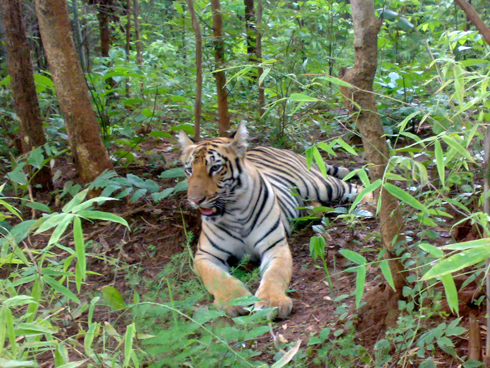 Tadoba Express