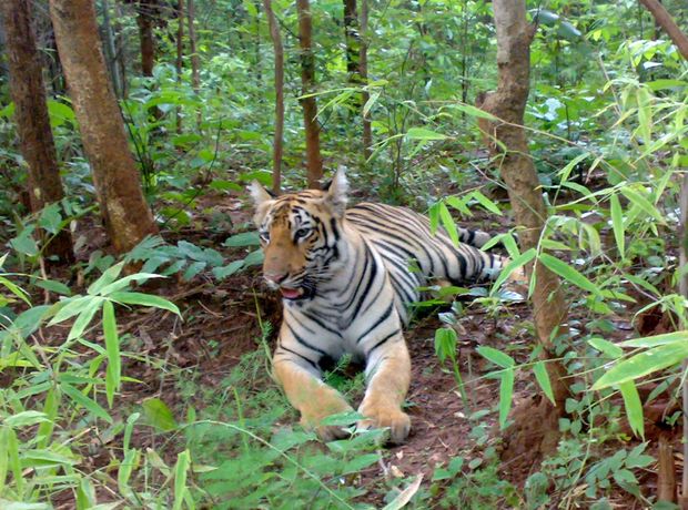 Tadoba Express