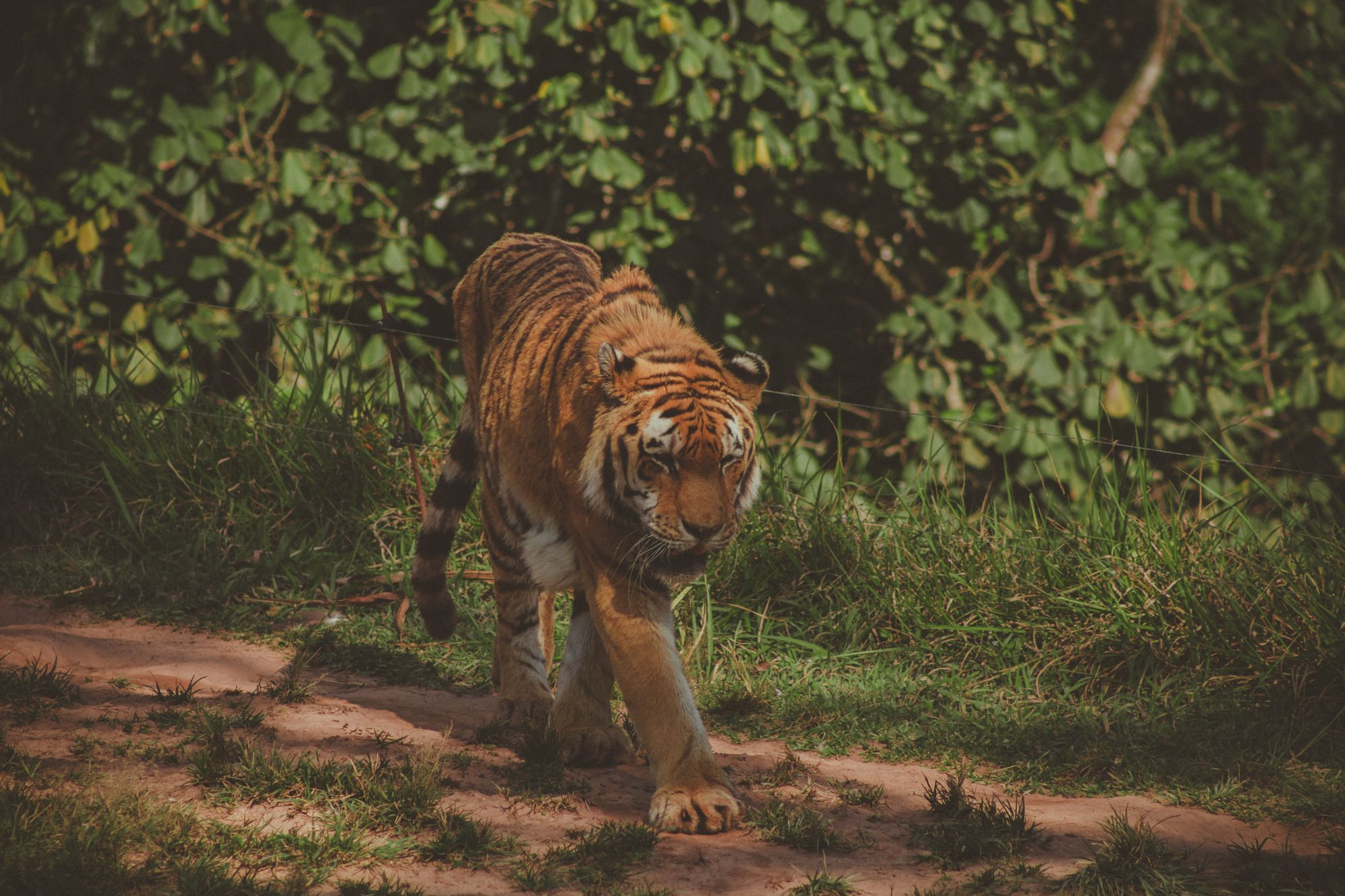 Ranthambore National Park