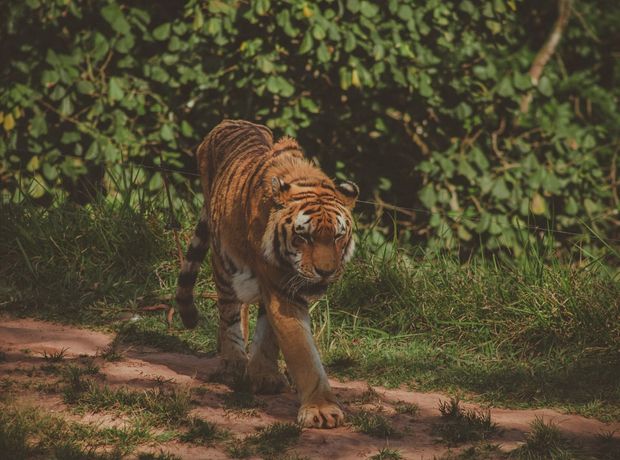 Grand Tiger Trail of India