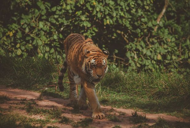 Ranthambore Safari Zones Explained: Which Zone Should You Book?