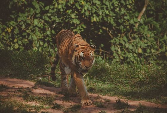 Ranthambore Safari Zones Explained: Which Zone Should You Book?