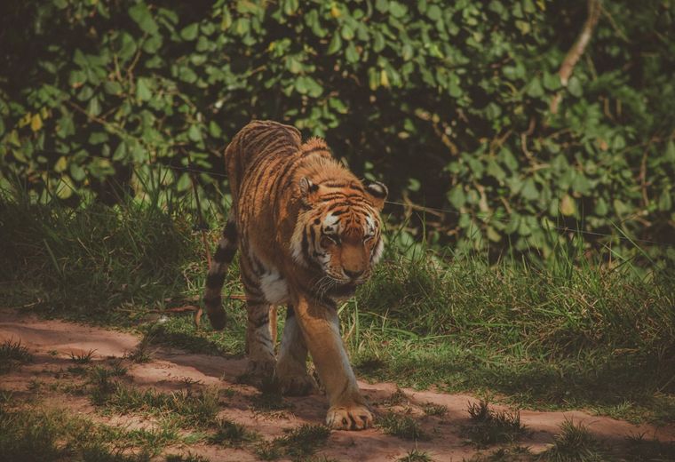 Ranthambore National Park