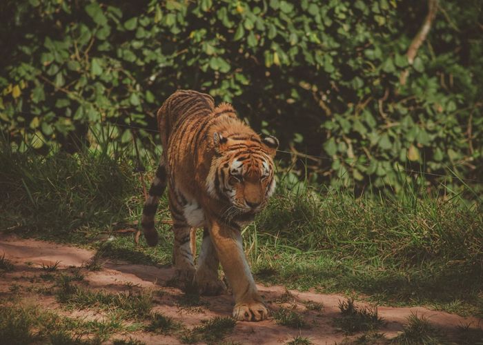 Grand Tiger Trail of India