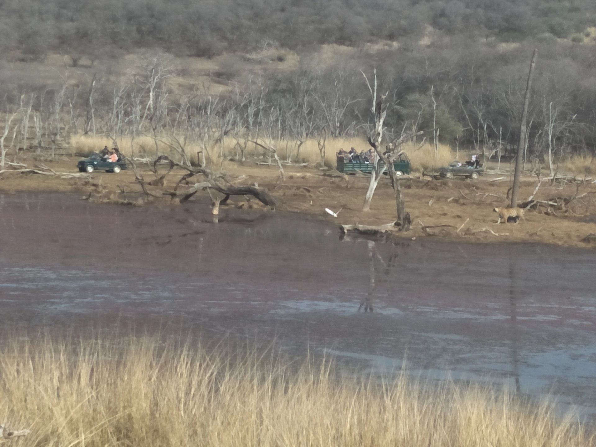 Best Time to Visit Ranthambore National Park: A Season-by-Season Guide