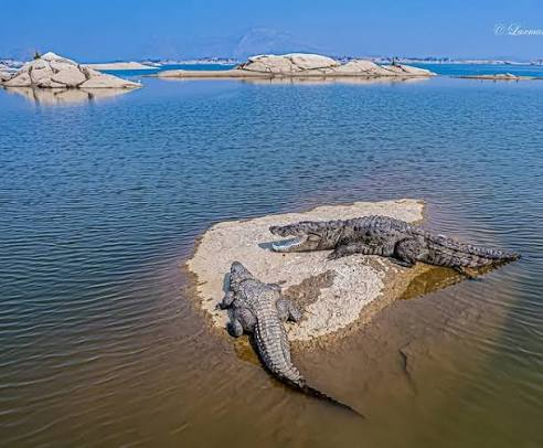 Ranthambore Crocodile Safari
