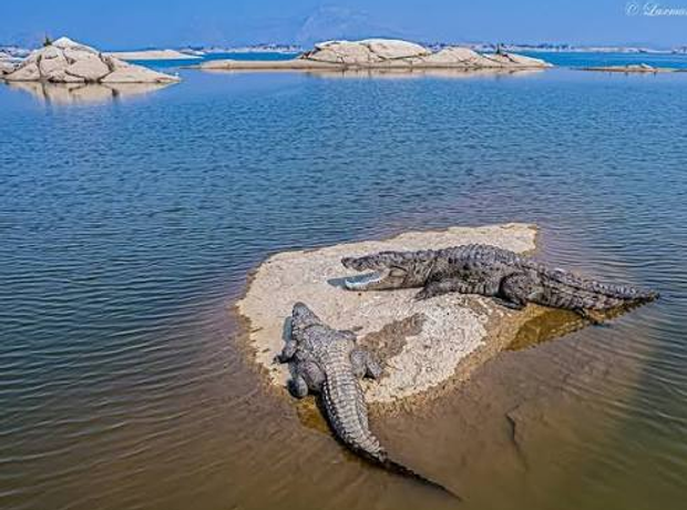 Ranthambore Crocodile Safari