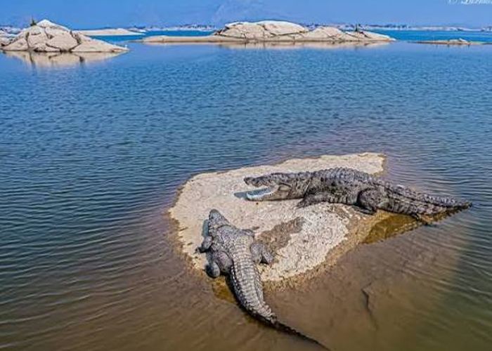 Ranthambore Crocodile Safari