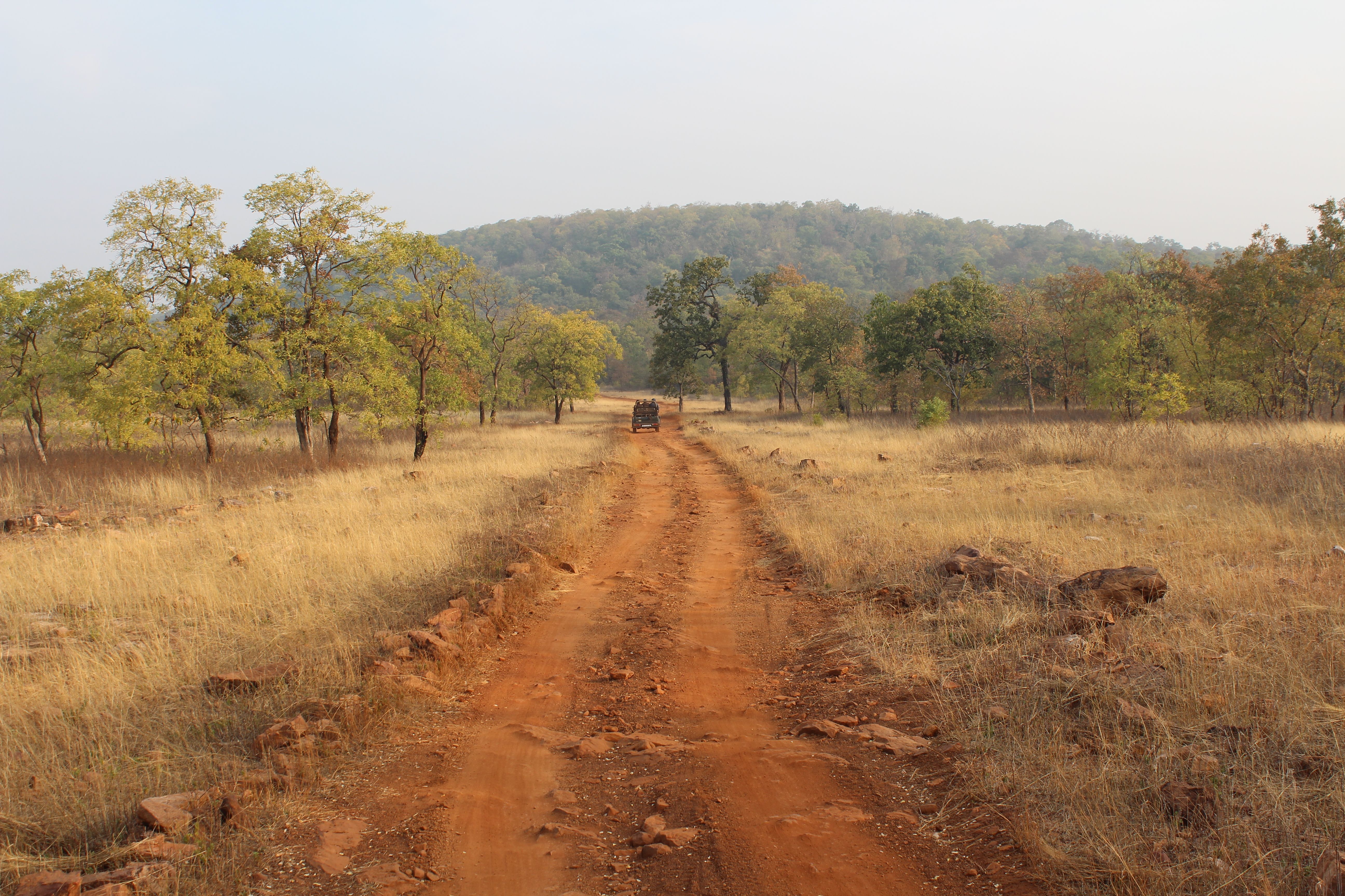 A Buffer-Zone Morning in Tadoba: One Safari, As It Happened