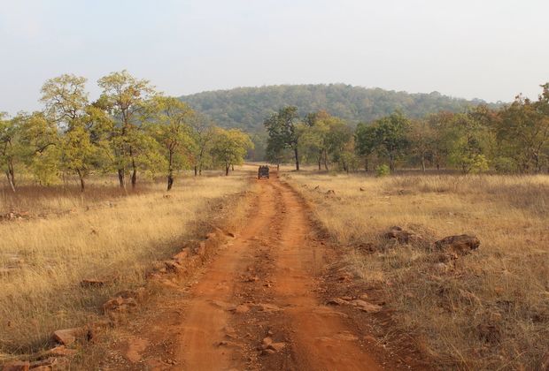 A Buffer-Zone Morning in Tadoba: One Safari, As It Happened