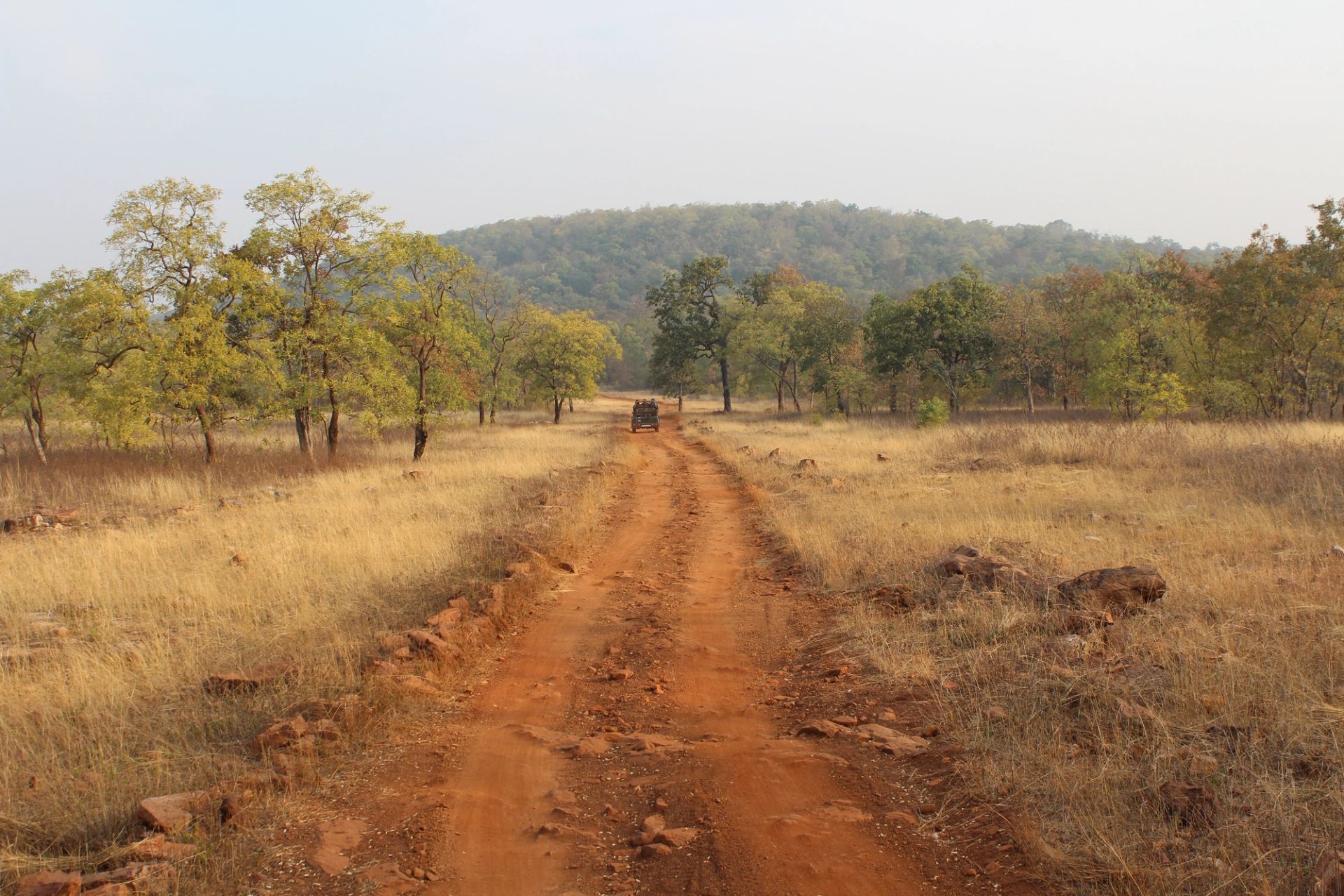 A Buffer-Zone Morning in Tadoba: One Safari, As It Happened