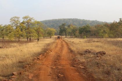 A Buffer-Zone Morning in Tadoba: One Safari, As It Happened