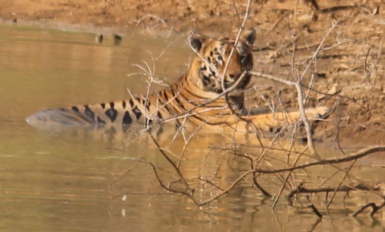 Vidarbha Tiger Trail